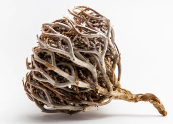 La rose de Jéricho: un danger pour la femme enceinte