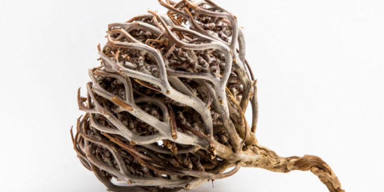 La rose de Jéricho: un danger pour la femme enceinte