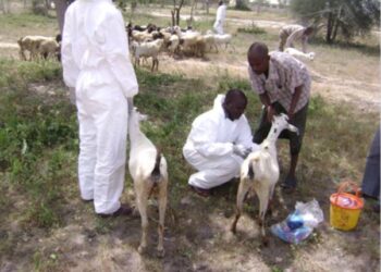 FIEVRE DE LA VALLEE DU RIFT (FVR) AU SENEGAL