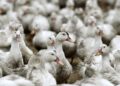 GRIPPE AVIAIRE : Un premier cas humain détecté en Europe, selon l’OMS