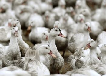 GRIPPE AVIAIRE : Un premier cas humain détecté en Europe, selon l’OMS