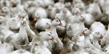 GRIPPE AVIAIRE : Un premier cas humain détecté en Europe, selon l’OMS