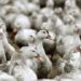 GRIPPE AVIAIRE : Un premier cas humain détecté en Europe, selon l’OMS