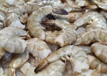 Sénégal : inquiétudes autour du « virus des crevettes » et ses possibles effets sur la vue