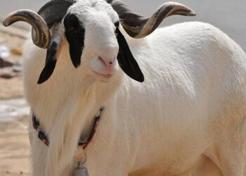 Santé animale : Comment bien choisir son mouton de Tabaski