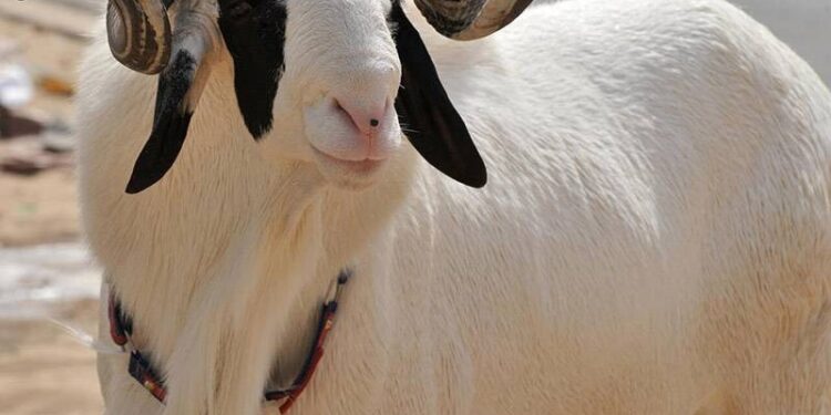 Santé animale : Comment bien choisir son mouton de Tabaski