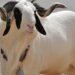 Santé animale : Comment bien choisir son mouton de Tabaski