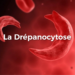 Journée mondiale de lutte contre la drépanocytose : Magueye Ndiaye dénonce le manque d’engagement des autorités